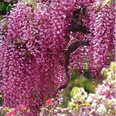 CFD13949 Wisteria Pink